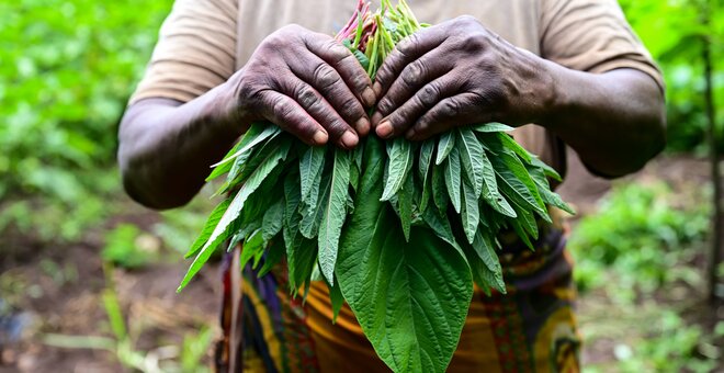 Giving Crops an Opportunity: Crop Trust Launches the Power of Diversity Funding Facility