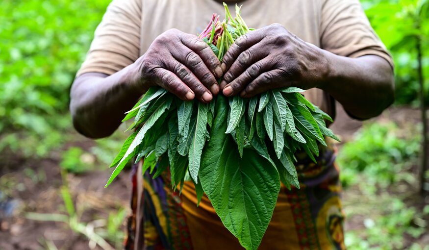 Giving Crops an Opportunity: Crop Trust Launches the Power of Diversity Funding Facility