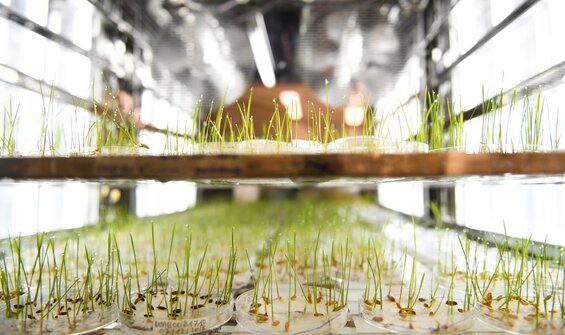 Crop Conservation Strategies